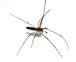 Attēlu rezultāti vaicājumam “Tetragnatha montana”