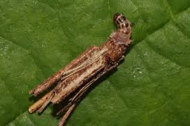 Attēlu rezultāti vaicājumam “Psyche casta”