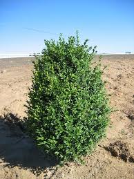 Attēlu rezultāti vaicājumam “Buxus sempervirens”