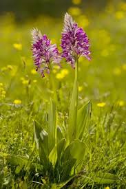 Attēlu rezultāti vaicājumam “Orchis militaris”