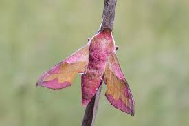 Attēlu rezultāti vaicājumam “Deilephila porcellus”