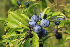 Attēlu rezultāti vaicājumam “Prunus spinosa leaf”