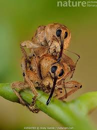 Attēlu rezultāti vaicājumam “Curculio venosus”