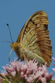 Attēlu rezultāti vaicājumam “Argynnis laodice underside”