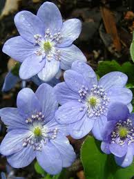 Attēlu rezultāti vaicājumam “Hepatica nobilis flower”