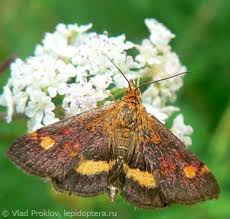 Attēlu rezultāti vaicājumam “Pyrausta aurata”