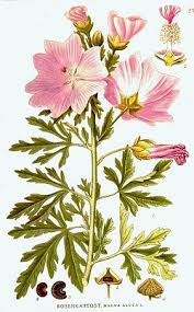Image result for Malva alcea