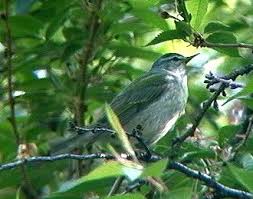 Image result for Vermivora peregrina