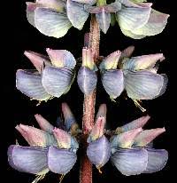 Image result for Lupinus polyphyllus Lindl.
