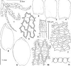 Attēlu rezultāti vaicājumam “Sphagnum austinii”