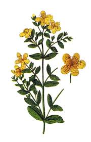 Image result for Hypericum perforatum