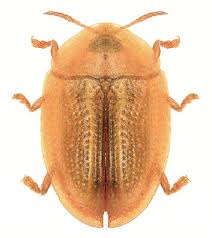 Attēlu rezultāti vaicājumam “Cassida”