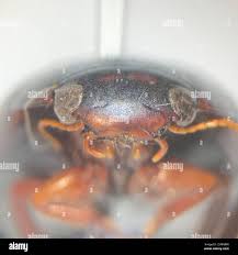 Attēlu rezultāti vaicājumam “Ilybius sp.”