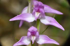 Attēlu rezultāti vaicājumam “Cephalanthera rubra leaf”