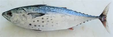 Image result for Euthynnus alletteratus