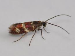 Attēlu rezultāti vaicājumam “Micropterix aureatella”