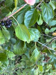 Attēlu rezultāti vaicājumam “Rhamnus cathartica fruit”
