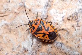 Attēlu rezultāti vaicājumam “Eurydema dominulus imago”