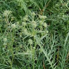 Image result for Edeldistel