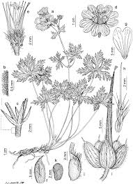 Attēlu rezultāti vaicājumam “Geranium bohemicum fruit”