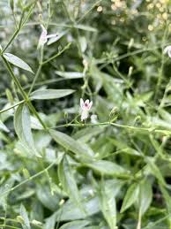 Attēlu rezultāti vaicājumam “Elytrigia repens flower”