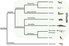 Attēlu rezultāti vaicājumam “Reptilia”