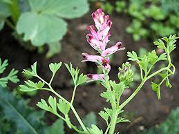 Image result for Fumaria officinalis