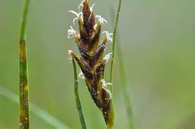 Attēlu rezultāti vaicājumam “Blysmus compressus”