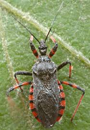 Attēlu rezultāti vaicājumam “Rhynocoris annulatus nymph”