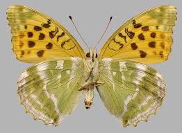 Attēlu rezultāti vaicājumam “Argynnis laodice underside”
