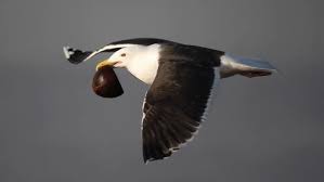 Attēlu rezultāti vaicājumam “Larus marinus”