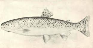 Image result for Oncorhynchus clarkii