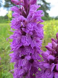Attēlu rezultāti vaicājumam “Dactylorhiza majalis subsp. baltica flower”