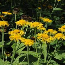 Image result for Telekia speciosa