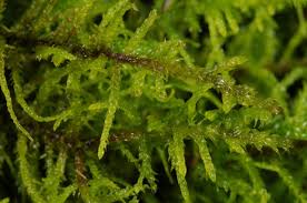 Attēlu rezultāti vaicājumam “Abietinella abietina var. hystricosa”