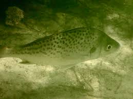 Image result for Pomadasys commersonnii