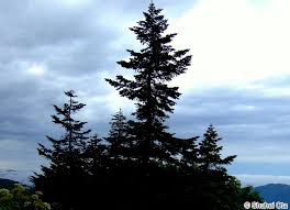 Attēlu rezultāti vaicājumam “Abies mariesii”