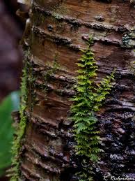 Attēlu rezultāti vaicājumam “Thuidium delicatulum”