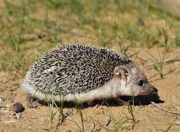 Attēlu rezultāti vaicājumam “Erinaceus sp.”