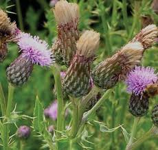 Attēlu rezultāti vaicājumam “Cirsium x rigens leaf”