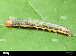 Attēlu rezultāti vaicājumam “Mythimna sp.”