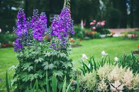 Image result for Rittersporn