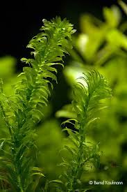 「水蘊草」的圖片搜尋結果