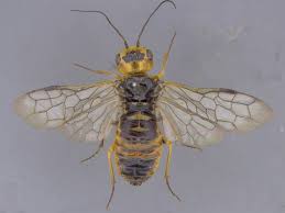 Attēlu rezultāti vaicājumam “Pamphiliidae”