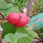 Attēlu rezultāti vaicājumam “Rosa villosa fruit”