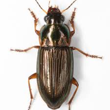 Attēlu rezultāti vaicājumam “Pterostichus sp.”