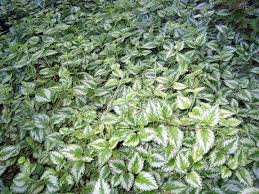 Attēlu rezultāti vaicājumam “Lamiastrum galeobdolon bud”