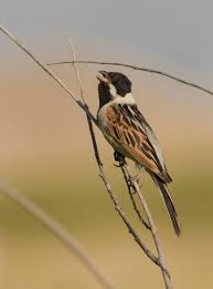 Attēlu rezultāti vaicājumam “Emberiza schoeniclus male”
