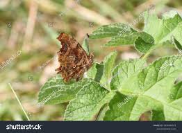 Attēlu rezultāti vaicājumam “Polygonia c-album underside”
