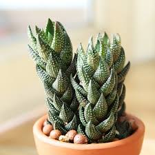 Image result for Haworthia